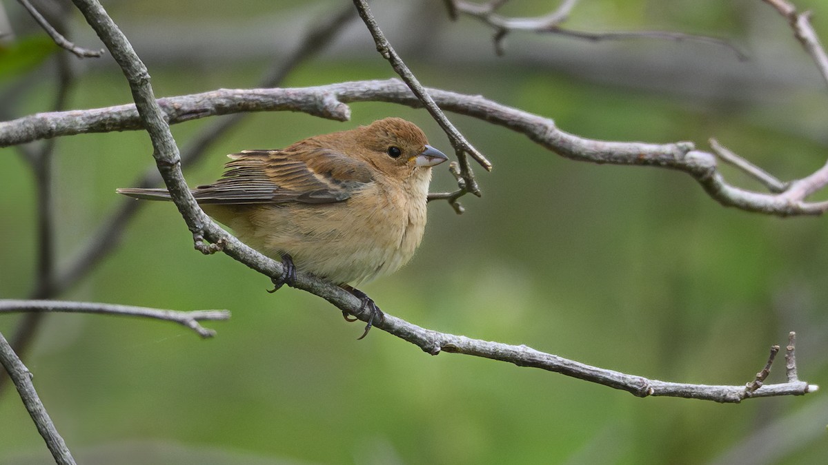 Indigo Bunting - ML636785550