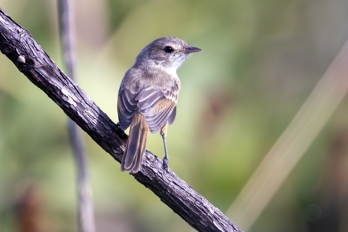 Rufous-sided Scrub-Tyrant - ML636785551