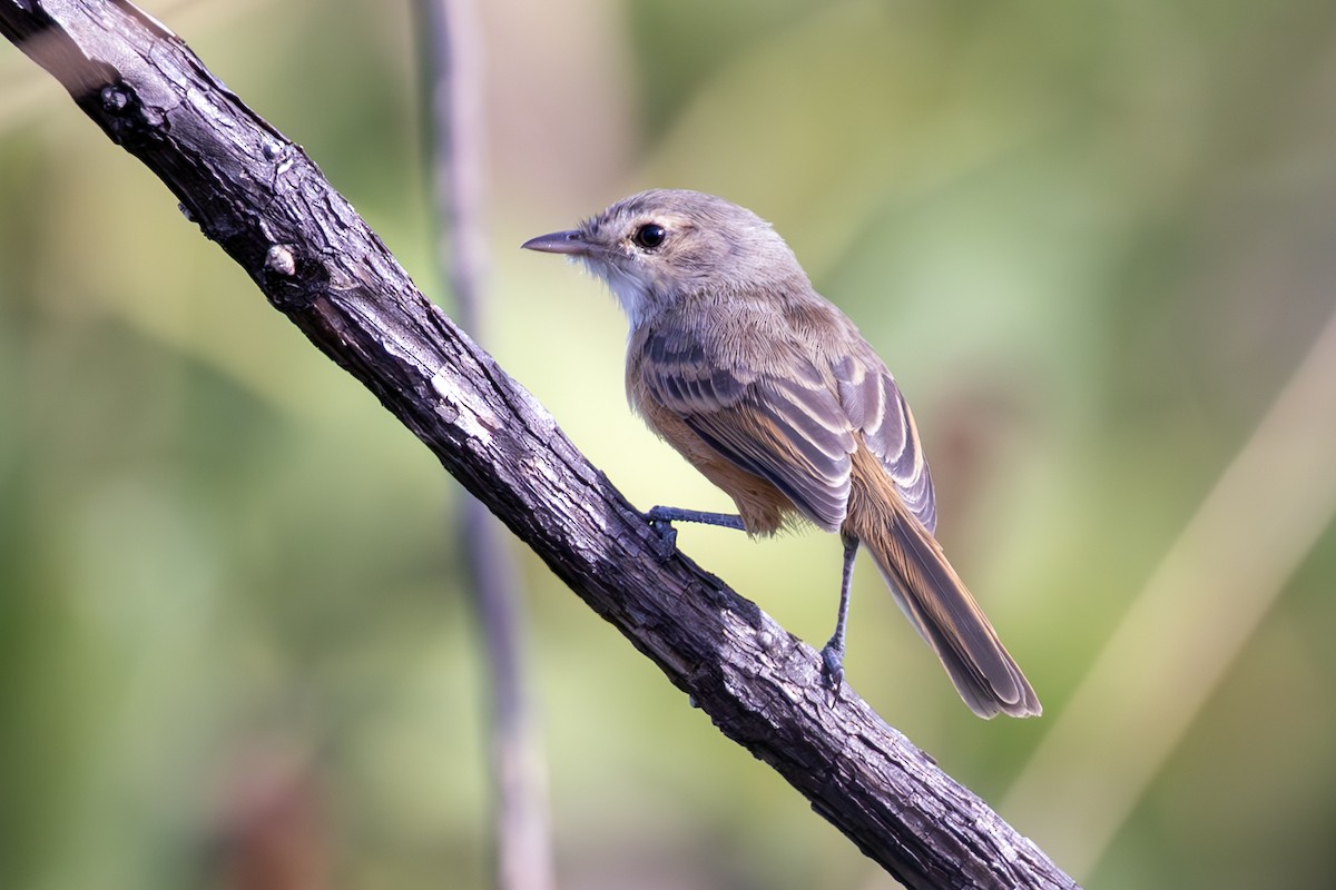 Rufous-sided Scrub-Tyrant - ML636785552