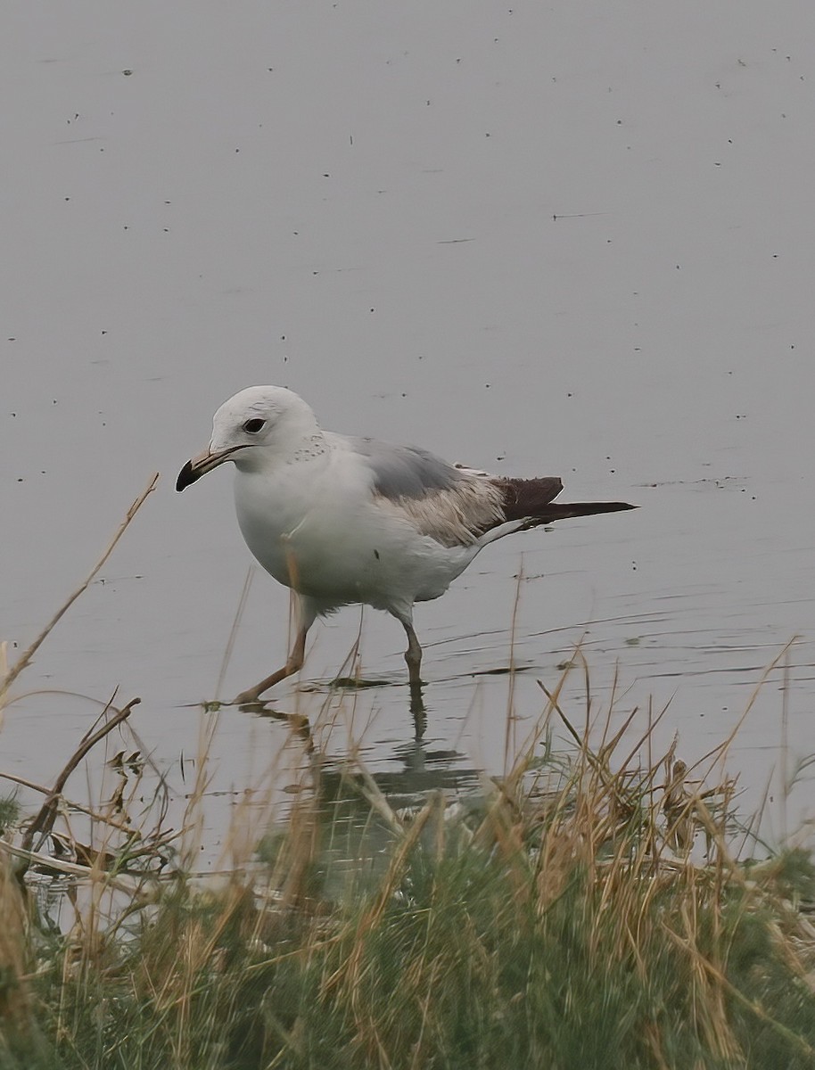 Ring-billed Gull - ML636785566