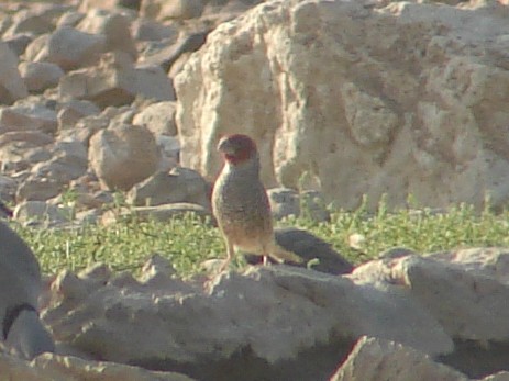 Red-headed Finch - ML636785653