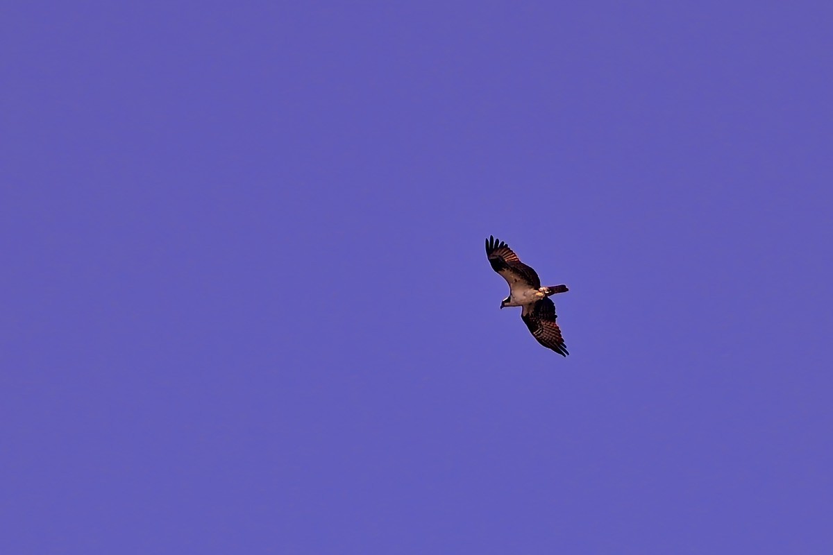Osprey - ML636785658