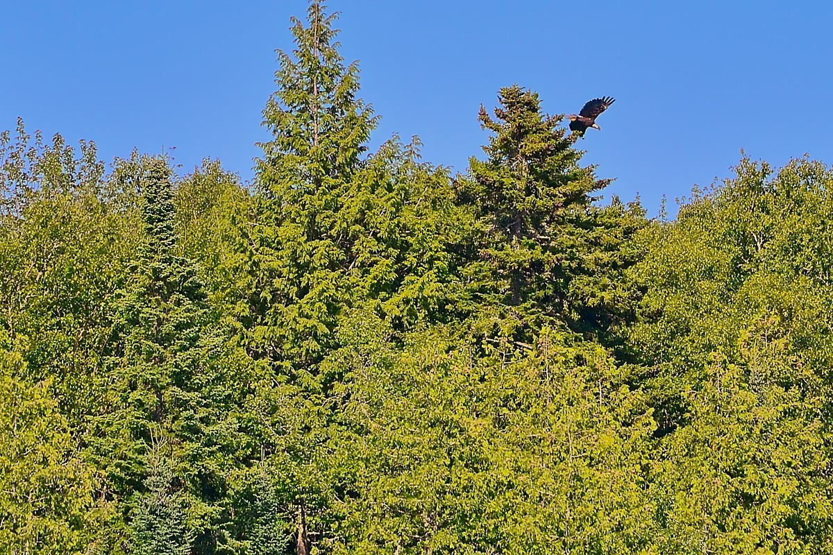 Bald Eagle - ML636785678