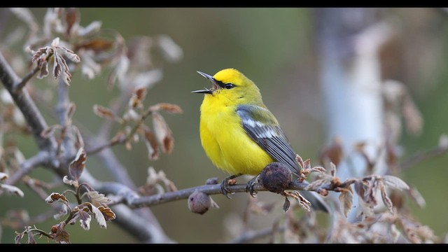 Blue-winged Warbler - ML636785687