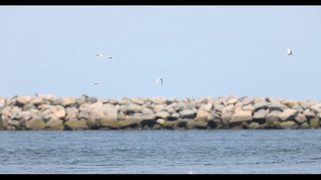 Roseate Tern - ML636785691