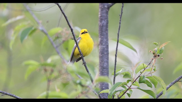 Blue-winged Warbler - ML636785694