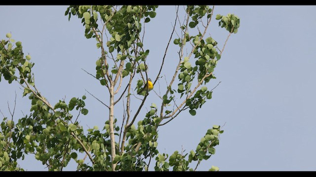 Yellow-breasted Chat - ML636785706
