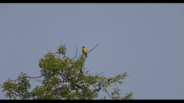 Yellow-breasted Chat - ML636785707