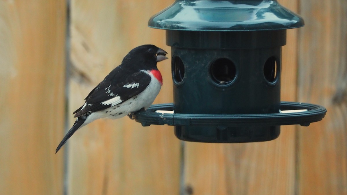 Rose-breasted Grosbeak - ML636785793