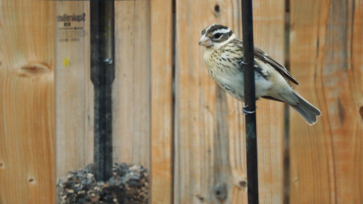 Rose-breasted Grosbeak - ML636785794
