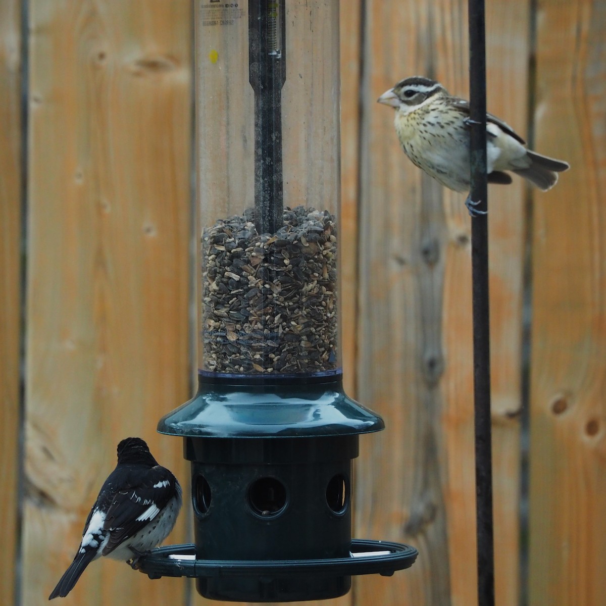 Rose-breasted Grosbeak - ML636785795