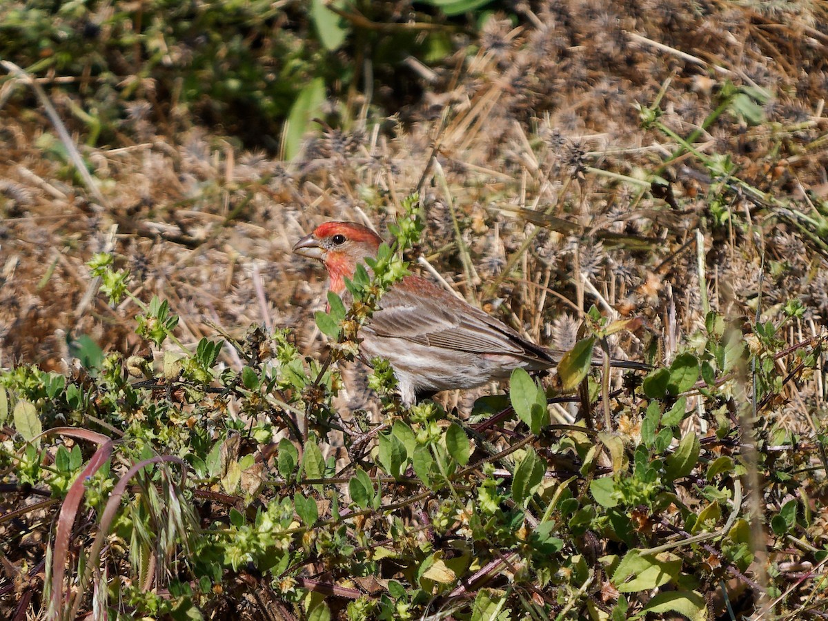 メキシコマシコ - ML636785825
