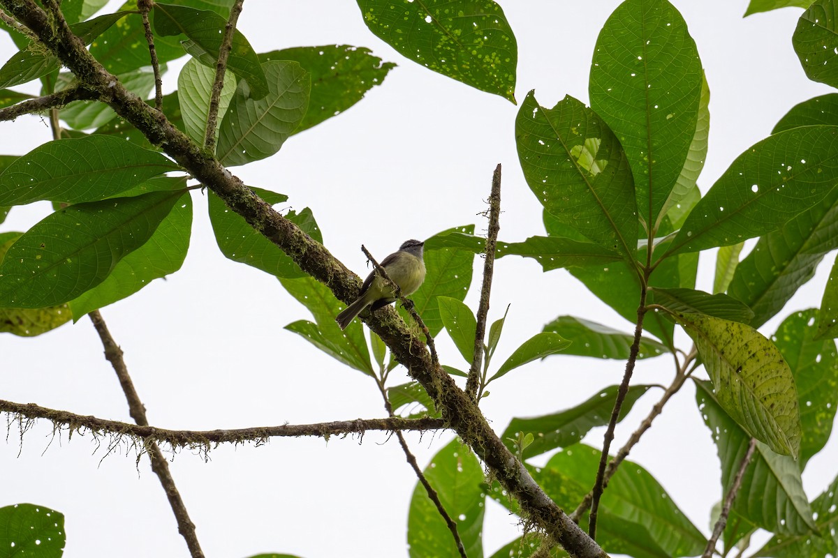 Rußkappen-Kleintyrann (griseiceps) - ML636785892