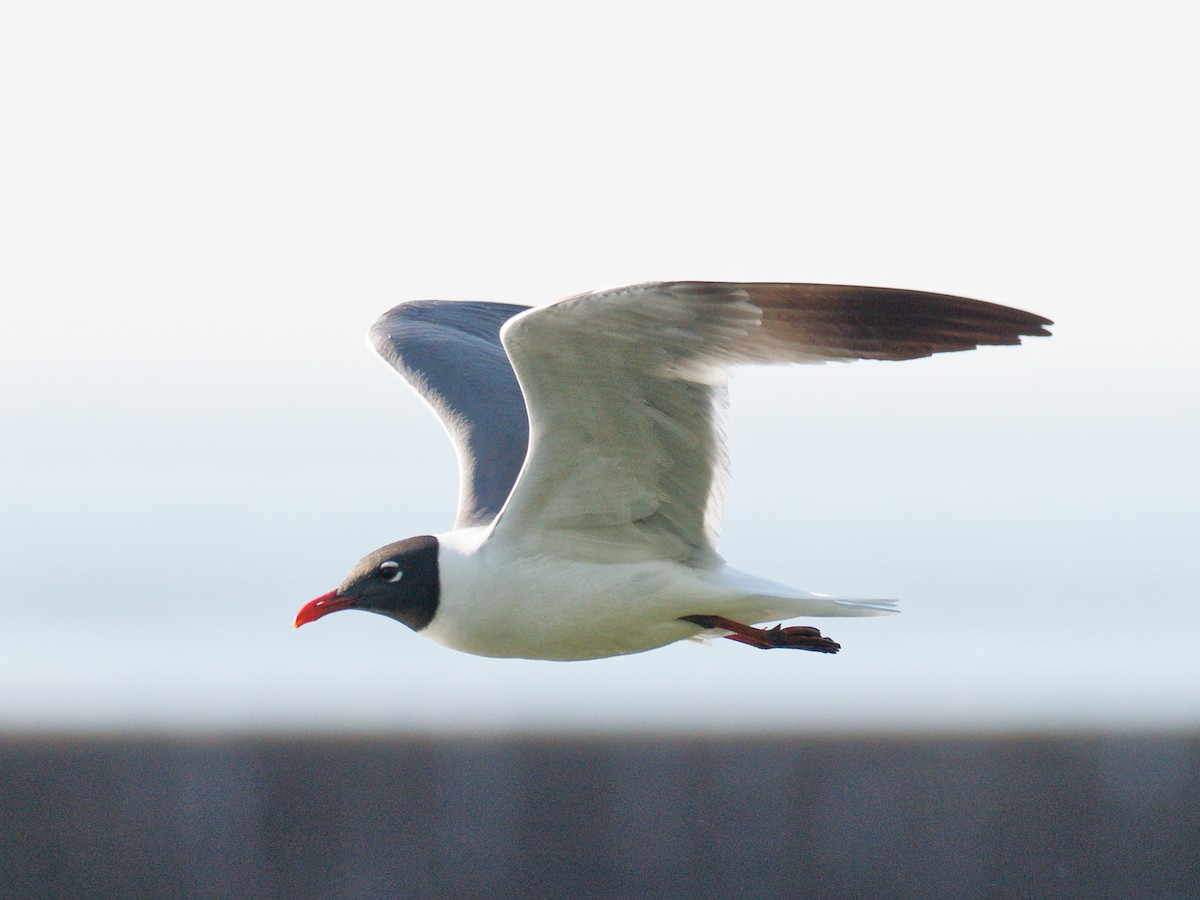 Laughing Gull - ML636785956