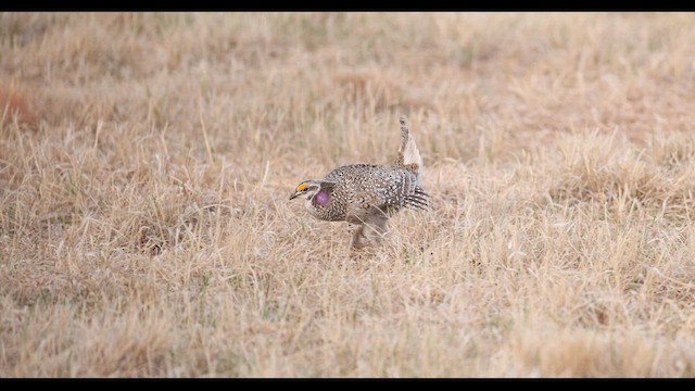 Sharp-tailed Grouse - ML636786057