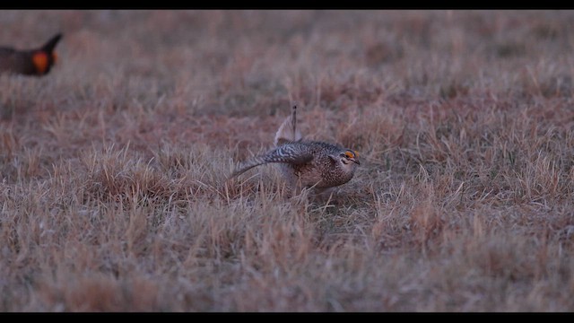 Sharp-tailed Grouse - ML636786067