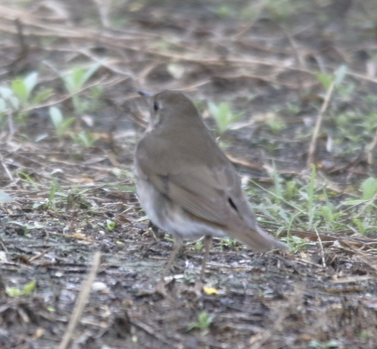 קיכלי אפור-לחי - ML636786079