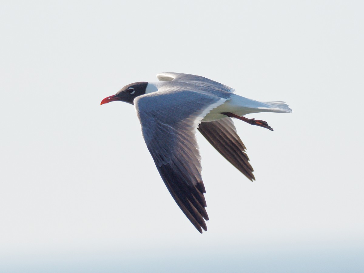 Laughing Gull - ML636786082