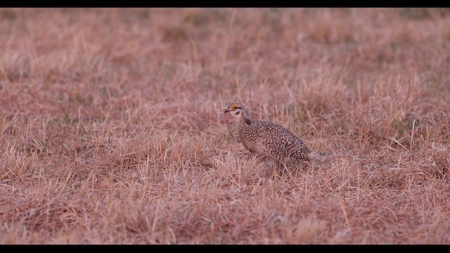 Sharp-tailed Grouse - ML636786097