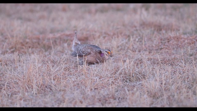 Sharp-tailed Grouse - ML636786098