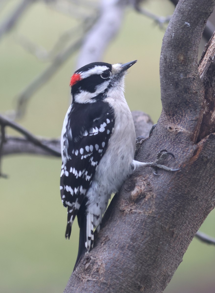 Downy Woodpecker (Eastern) - ML636786113
