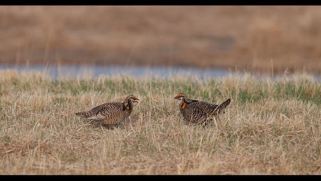 Präriehuhn - ML636786205