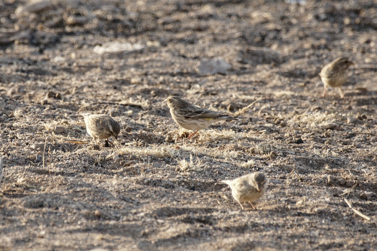 Black-throated Canary - ML636786209