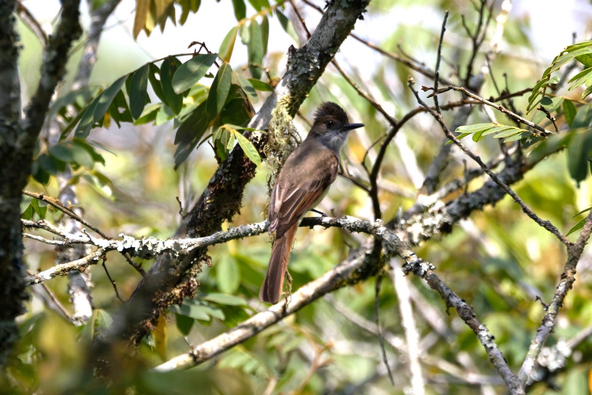 Dusky-capped Flycatcher - ML636786211
