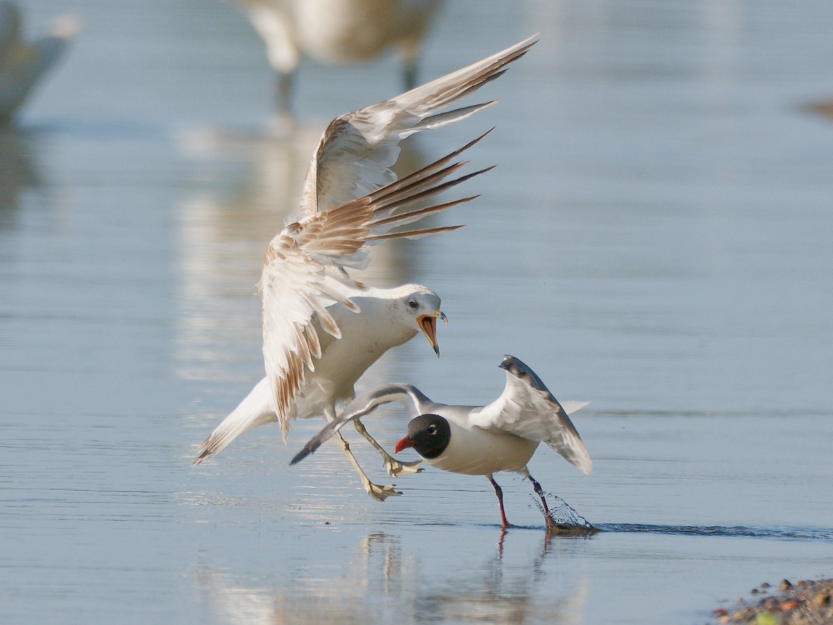 Laughing Gull - ML636786213