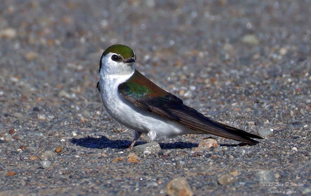 Violet-green Swallow - ML636786376