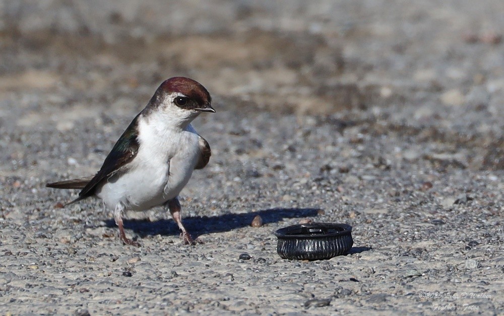 Violet-green Swallow - ML636786377