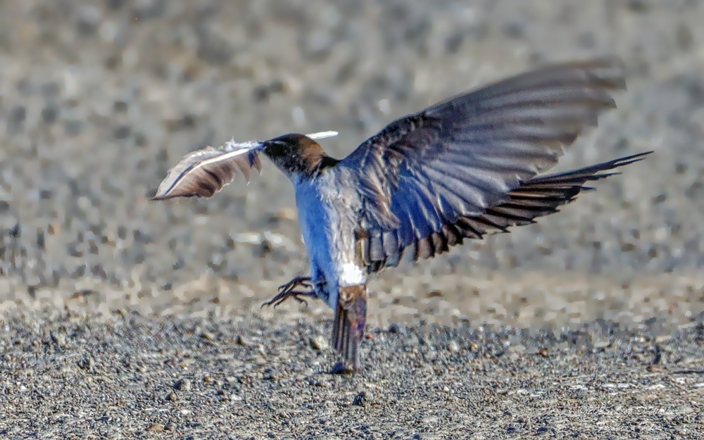Violet-green Swallow - ML636786381