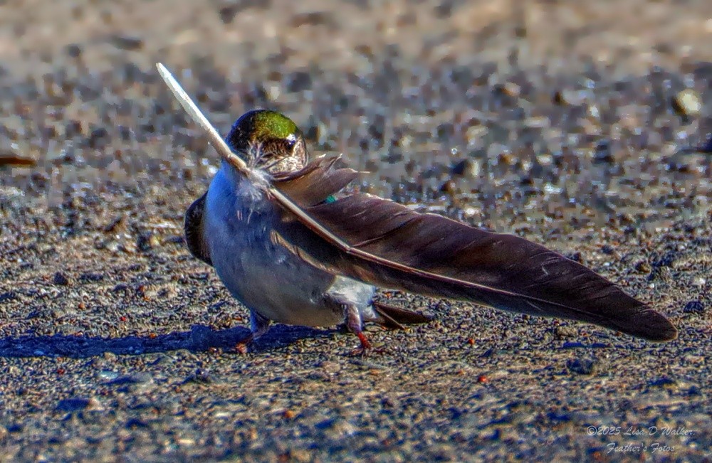 Violet-green Swallow - ML636786382