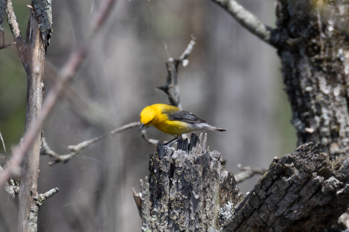 Prothonotary Warbler - ML636786387
