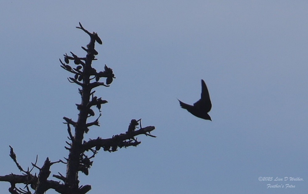 Purple Martin - ML636786402