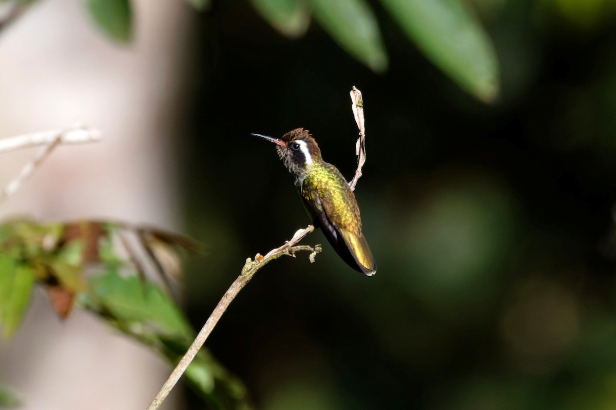 White-eared Hummingbird - ML636786411