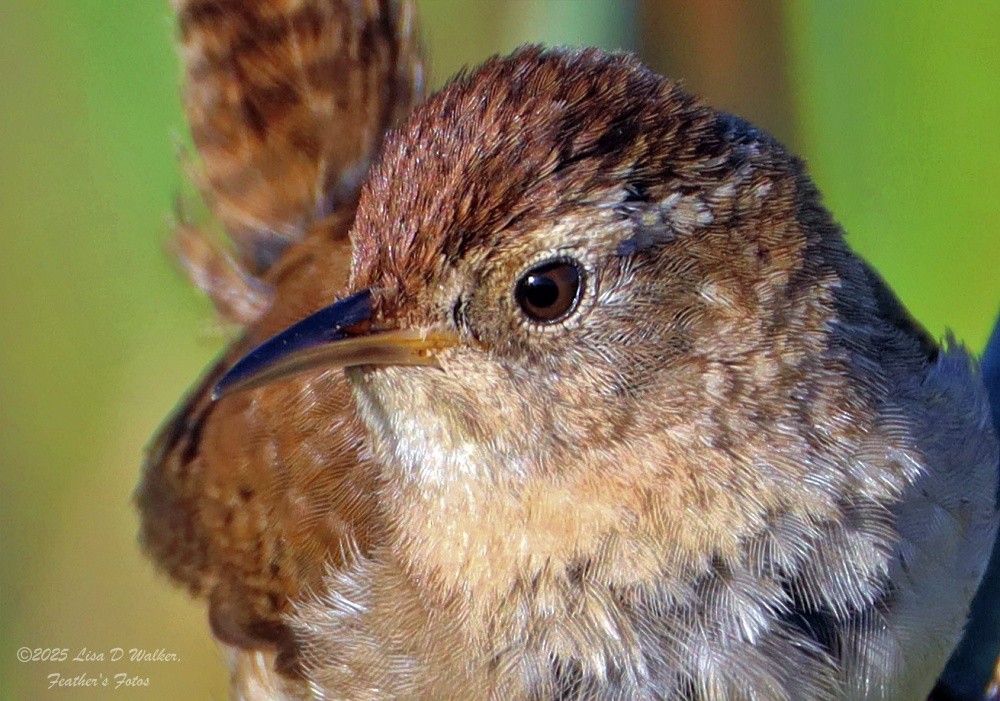 Marsh Wren - ML636786415