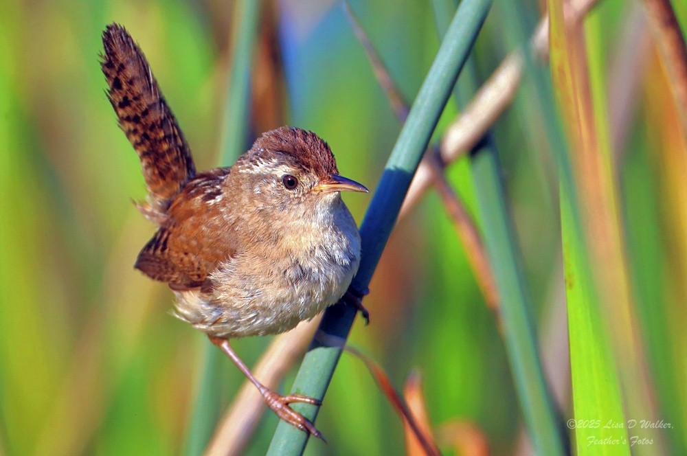 Marsh Wren - ML636786416