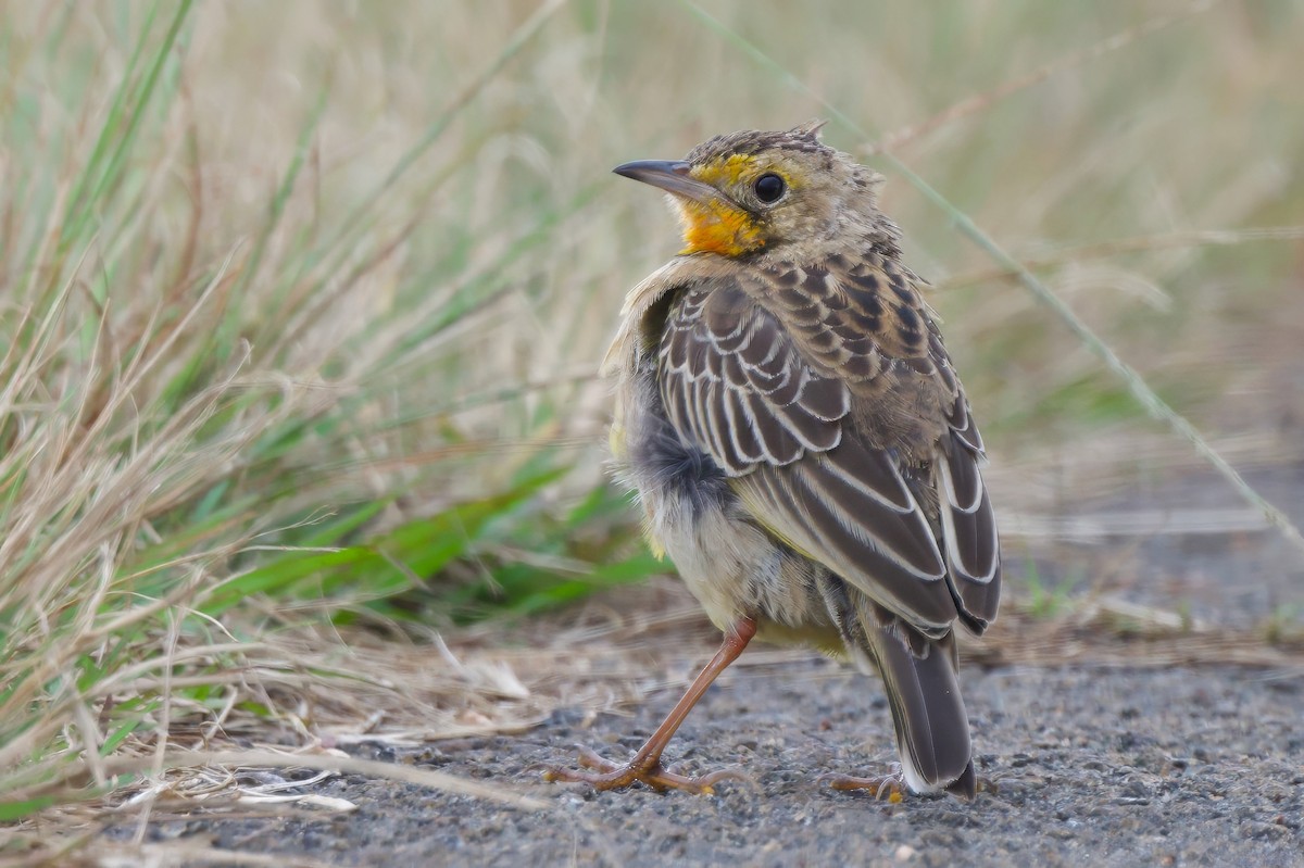 Orange-throated Longclaw - ML636786455