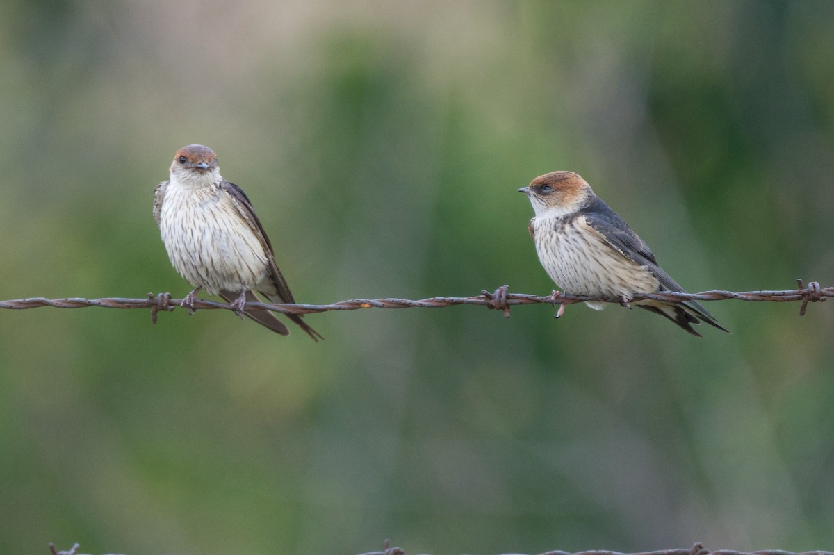 Golondrina Cabecirrufa - ML636786536