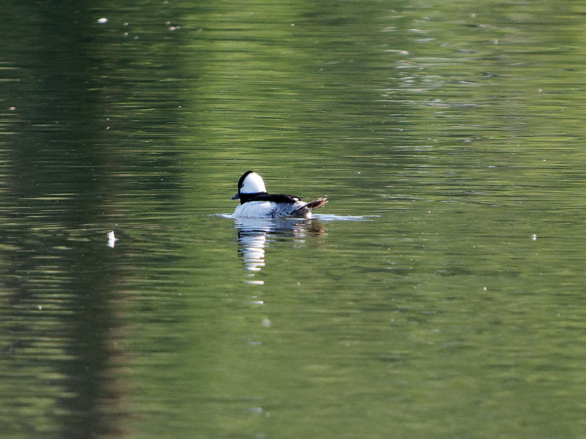 Bufflehead - ML636786543