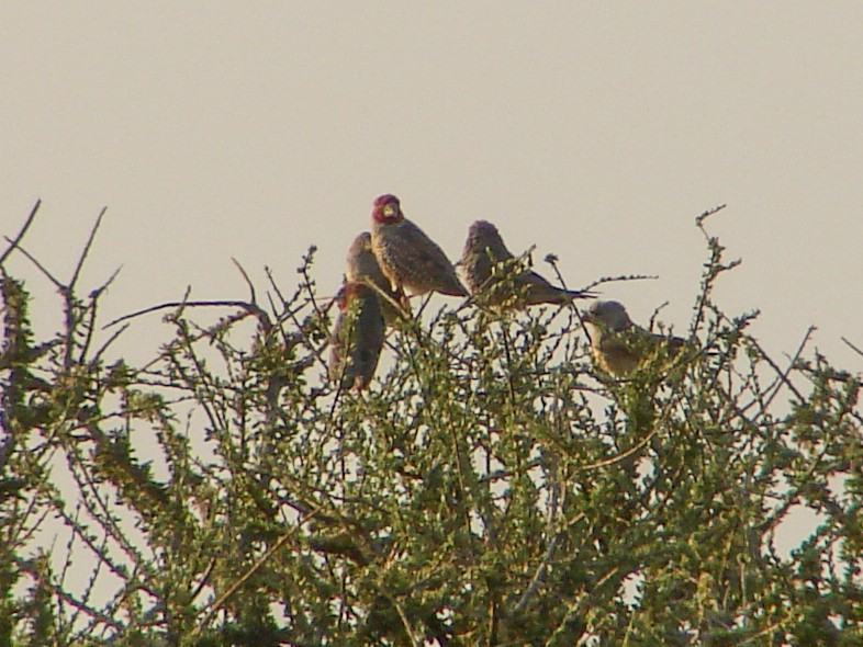 Red-headed Finch - ML636786564