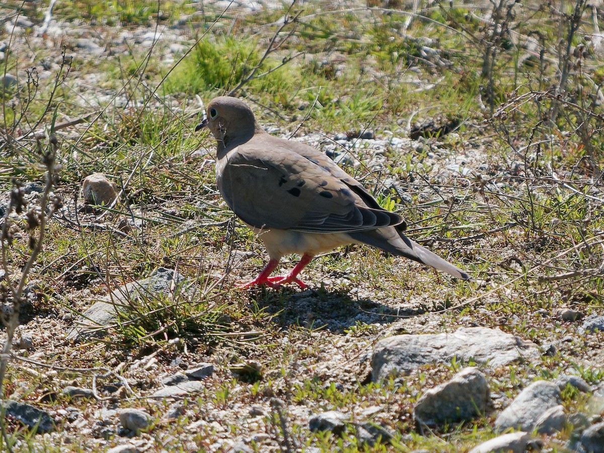 Mourning Dove - ML636786570