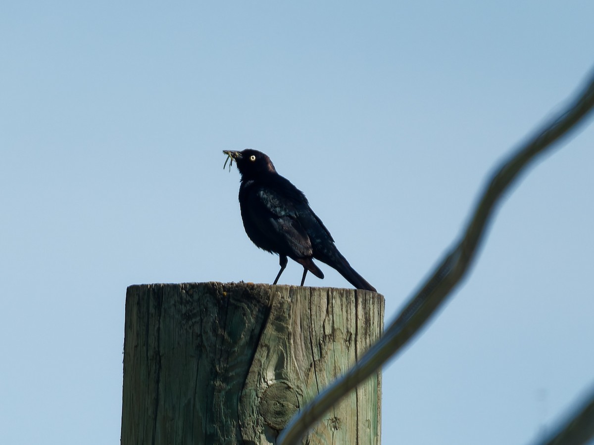 Brewer's Blackbird - ML636786585