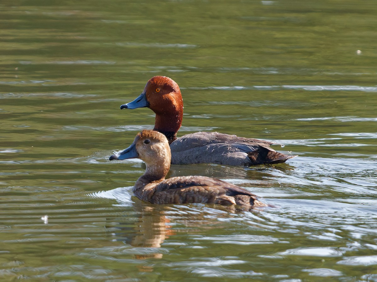 Redhead - ML636786613