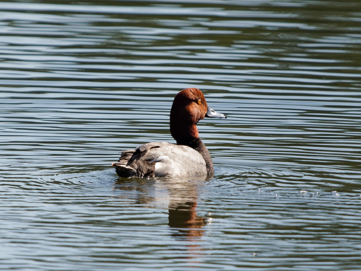 Redhead - ML636786616