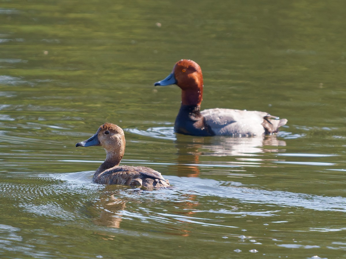 Redhead - ML636786620