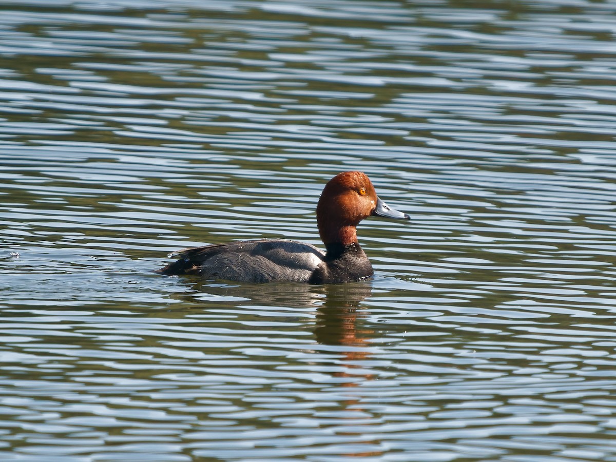Redhead - ML636786629