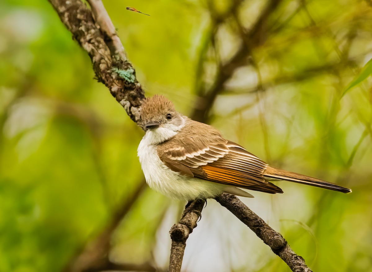 Ash-throated Flycatcher - ML636786779