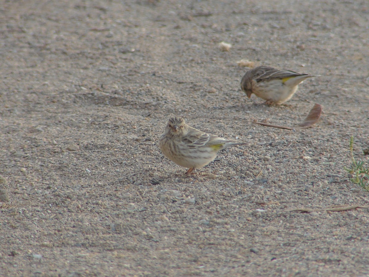 Black-throated Canary - ML636786788